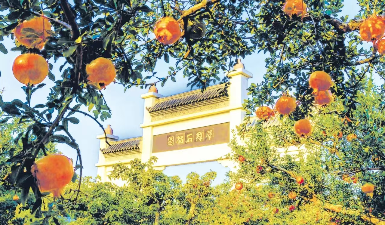 “榴”住幸福果 “档”见富民路